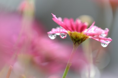 粉红雏菊花的选择性聚焦摄影